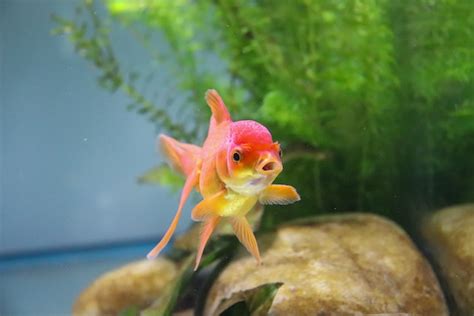 魚缸 魚|適合新手養魚品種 : 6種入門淡水魚